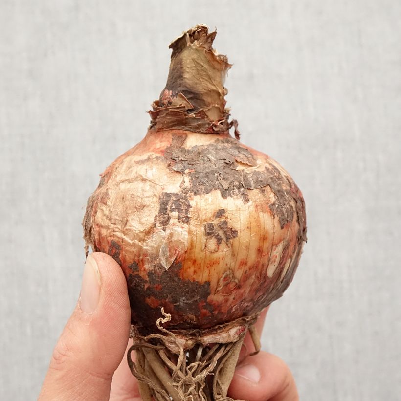 Example of Amaryllis Cybester Bogota  Bol size 24/26 as you get in printemps