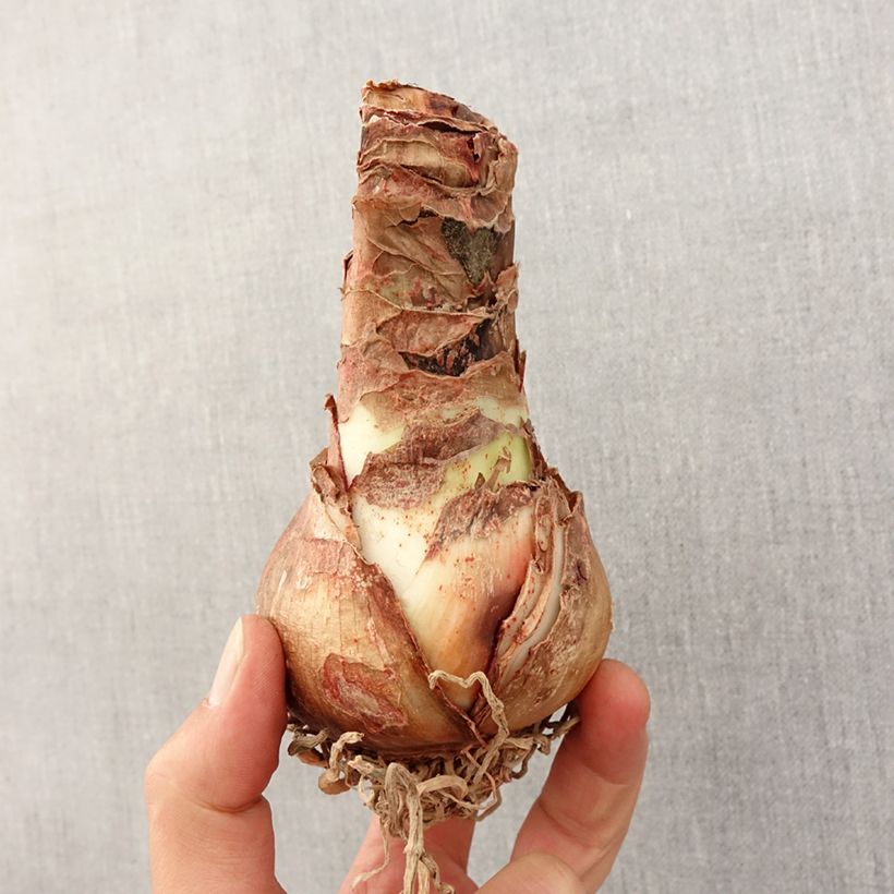 Exemplaar van Amaryllis Dancing Queen - Hippeastrum Bol kaliber 26/28 zoals geleverd in de lente