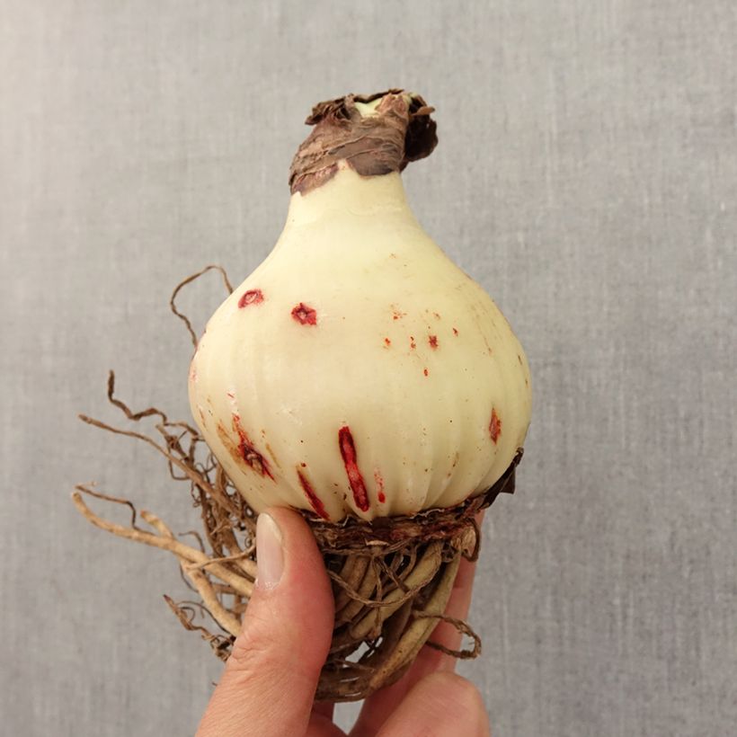 Exemplaar van Amaryllis Exotic Peacock - Hippeastrum Bol kaliber 26/28 zoals geleverd in de lente