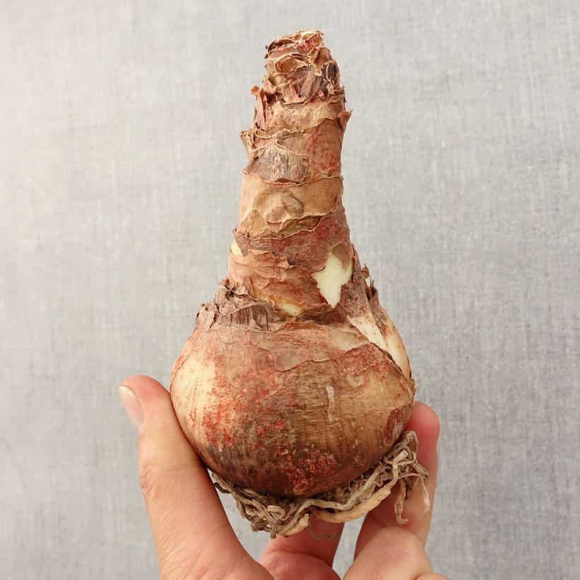 Example of Amaryllis Lady Jane - Hippeastrum Bol size 26/28 as you get in printemps