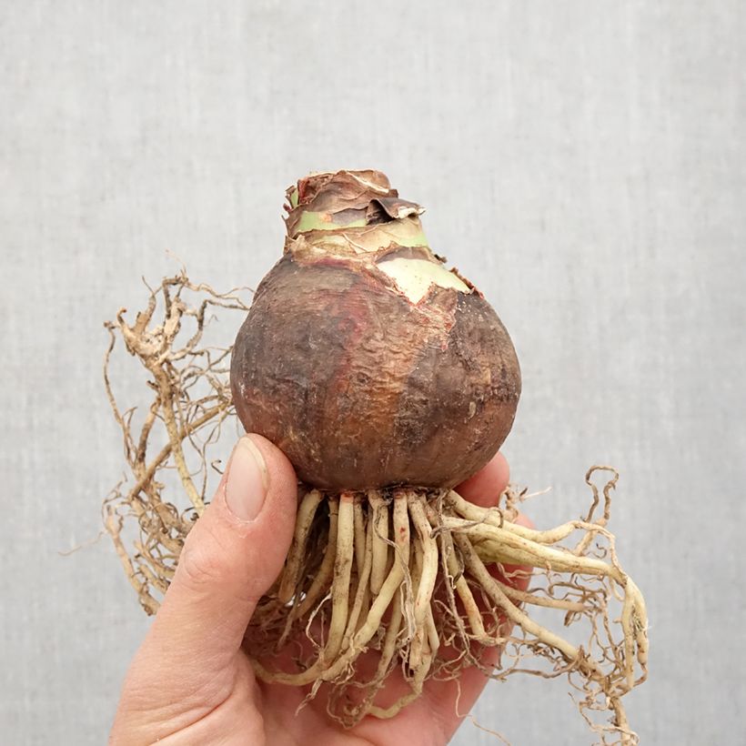 Example of Amaryllis double Marilyn Bol size 30/32 as you get in printemps