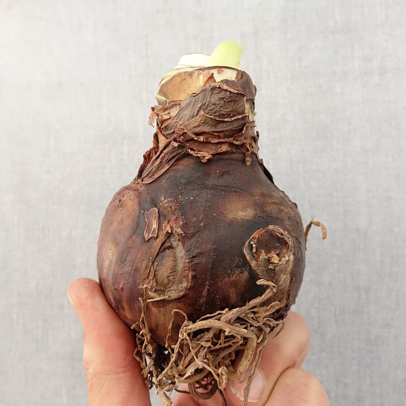 Exemplaar van Amaryllis Sweet Nymph - Hippeastrum Bol kaliber 30+ zoals geleverd in de lente