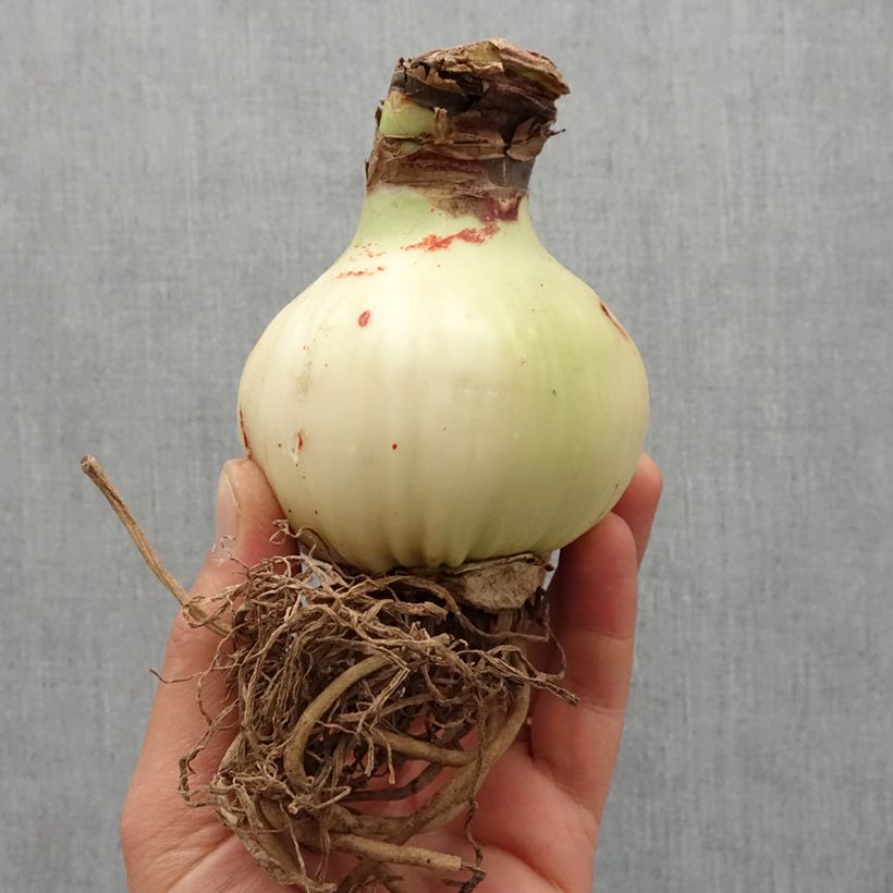 Example of Amaryllis Gervase Bol size 30/32 as you get in printemps