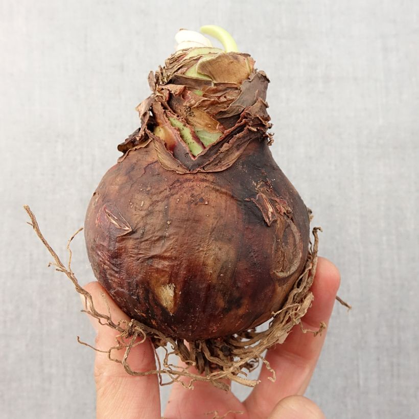 Exemplaar van Amaryllis Lemon Star - Hippeastrum Bol kaliber 24/26 zoals geleverd in de lente