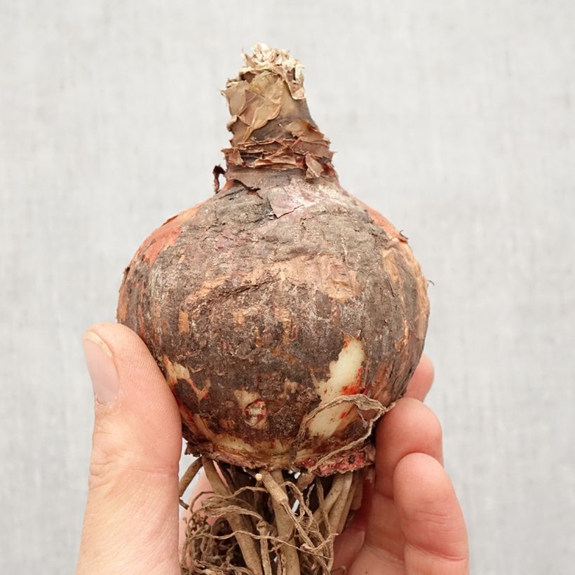 Exemplaar van Amaryllis Lima - Hippeastrum Bol kaliber 32+ zoals geleverd in de lente