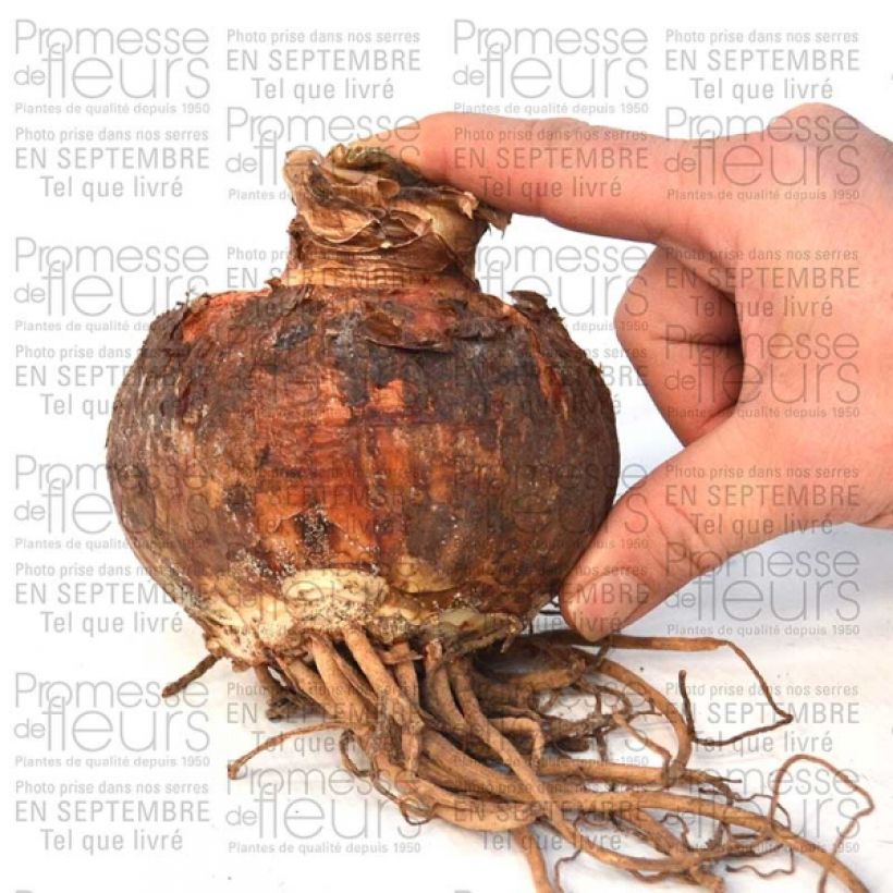 Voorbeeld van een exemplaar van Amaryllis double Pasadena* Bulbe calibre 30/32 zoals geleverd