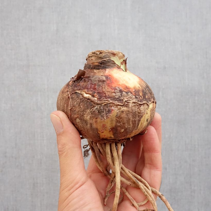 Exemplaar van Amaryllis Pink Surprise - Hippeastrum Bol kaliber 32/34 zoals geleverd in de herfst