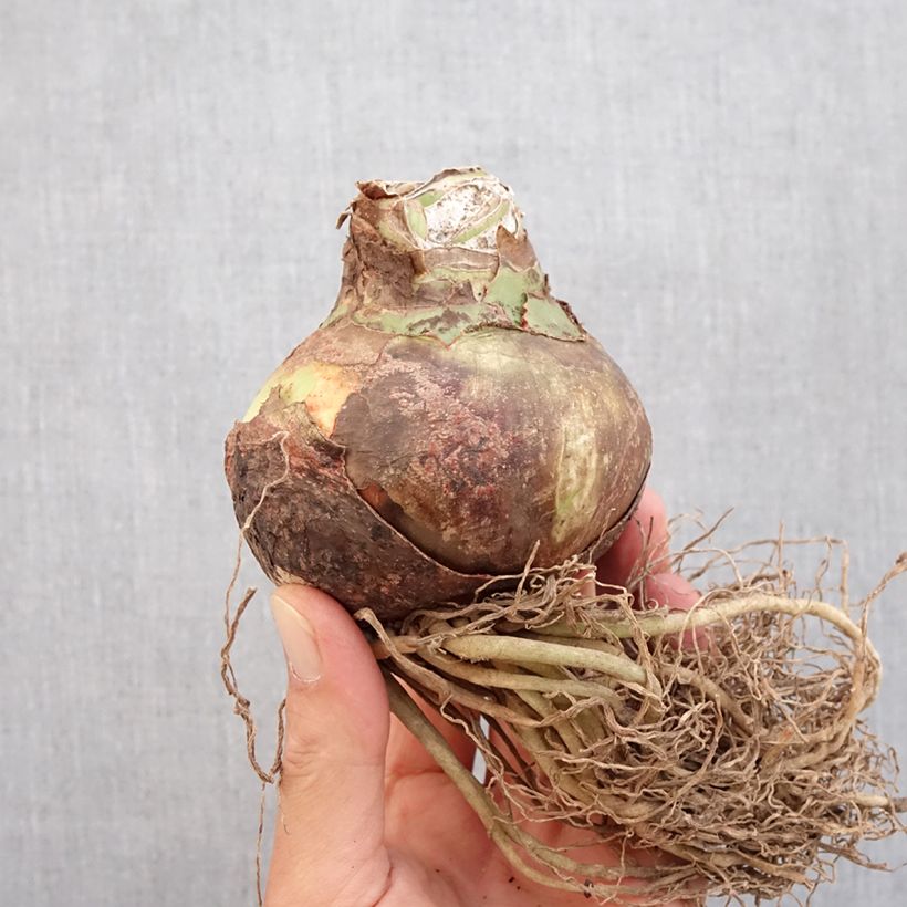 Exemplaar van Amaryllis Quito - Hippeastrum Cybister Bol kaliber 24/26 zoals geleverd in de herfst