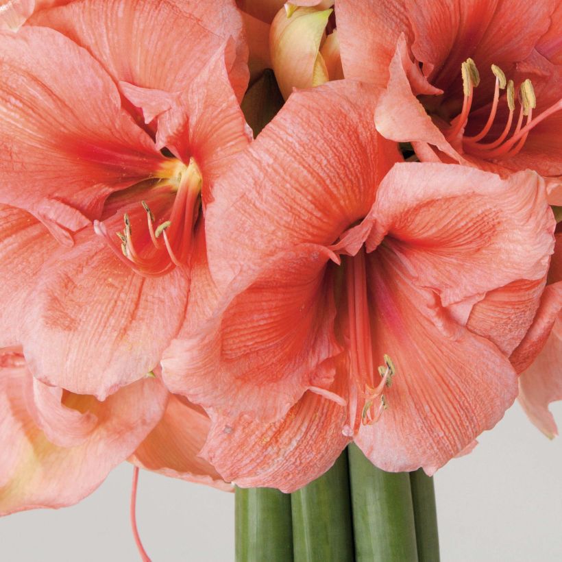 Amaryllis Rilona - Hippeastrum (Bloei)