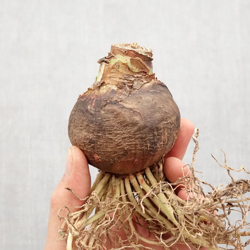 Exemplaar van Amaryllis Samba - Hippeastrum Bol kaliber 36+ zoals geleverd in de lente