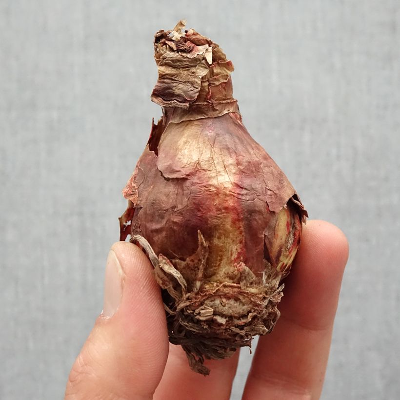 Example of Amaryllis sonatini Balentino - Hippeastrum Bol size 14/16 as you get in printemps