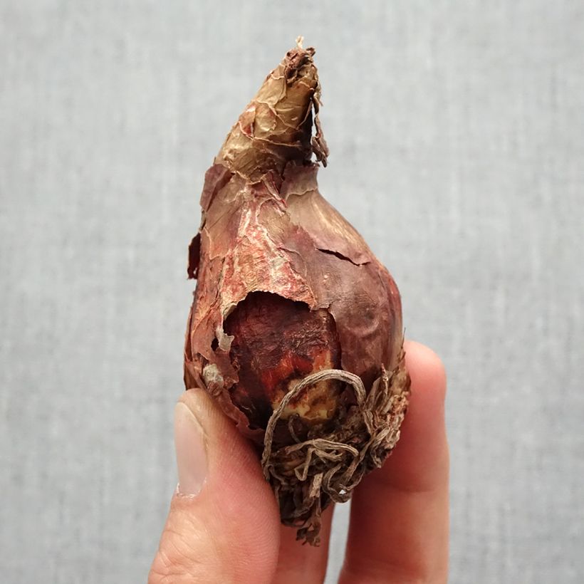 Example of Amaryllis sonatini White Rascal - Hippeastrum de jardin Bol size 14/16 as you get in printemps