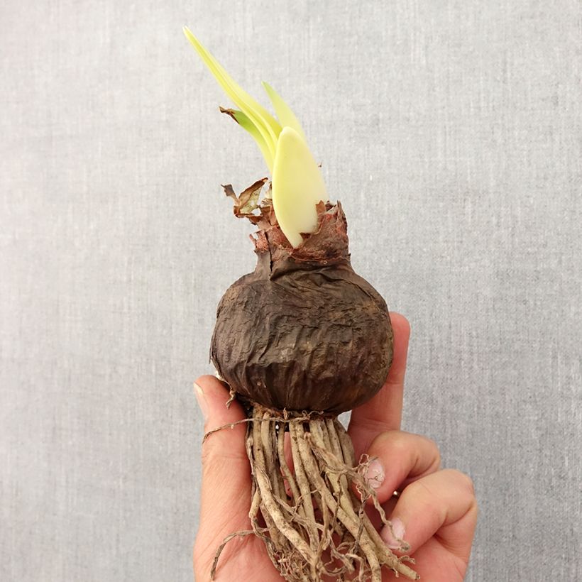 Exemplaar van Amaryllis Sumatra - Hippeastrum Bol kaliber 26/28 zoals geleverd in de lente