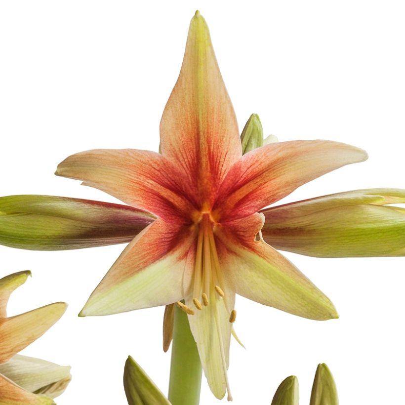 Amaryllis Wild Amazone - Hippeastrum (Bloei)