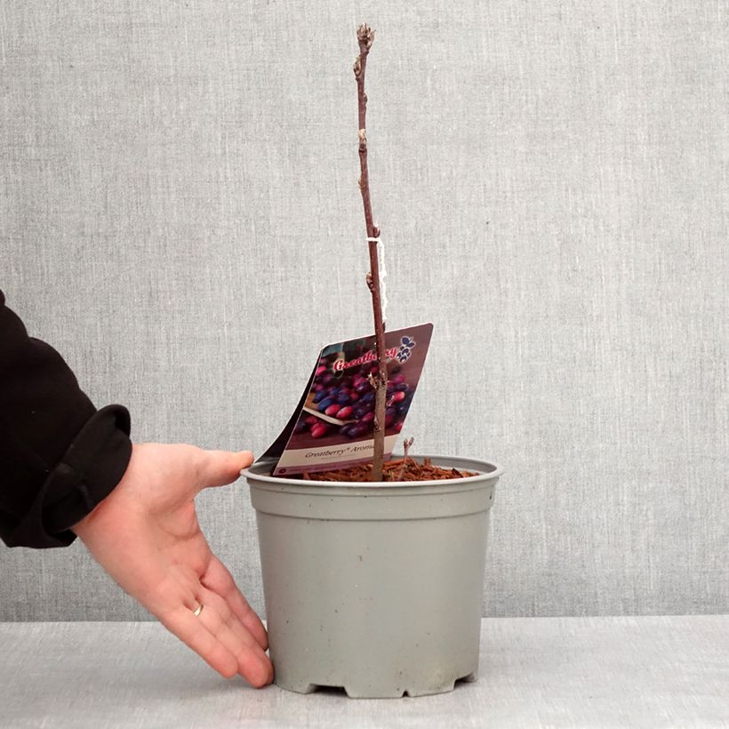 Exemplaar van Amelanchier alnifolia GreatBerry Aroma Pot de 3L/4L zoals geleverd in de winter