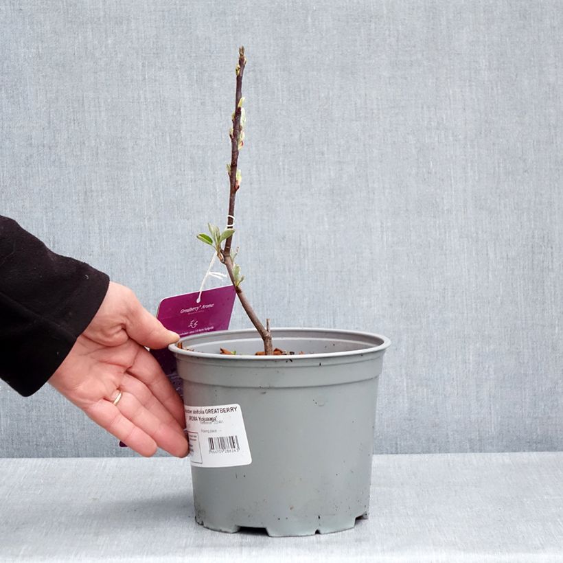 Exemplaar van Krentenboompje GreatBerry Aroma Pot van 3 l/4 l zoals geleverd in de lente