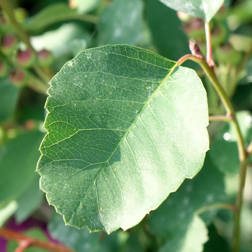Krentenboompje GreatBerry Farm (Blad)