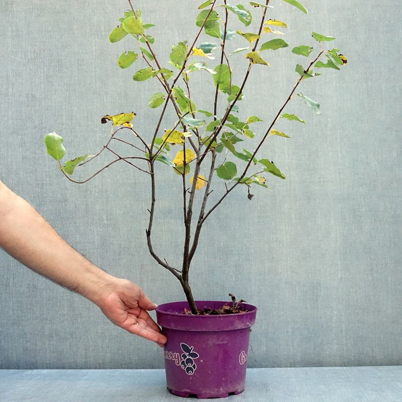 Exemplaar van Krentenboompje Greatberry Fruity Pot van 4 l/5 l zoals geleverd in de zomer