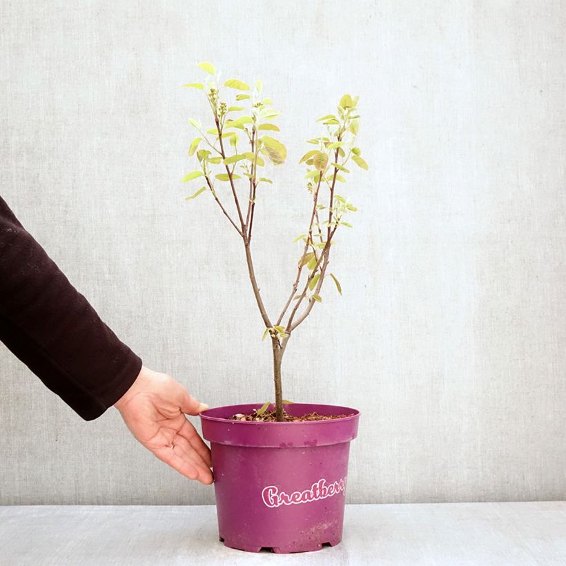 Exemplaar van Krentenboompje Greatberry Fruity Pot van 4 l/5 l zoals geleverd in de lente