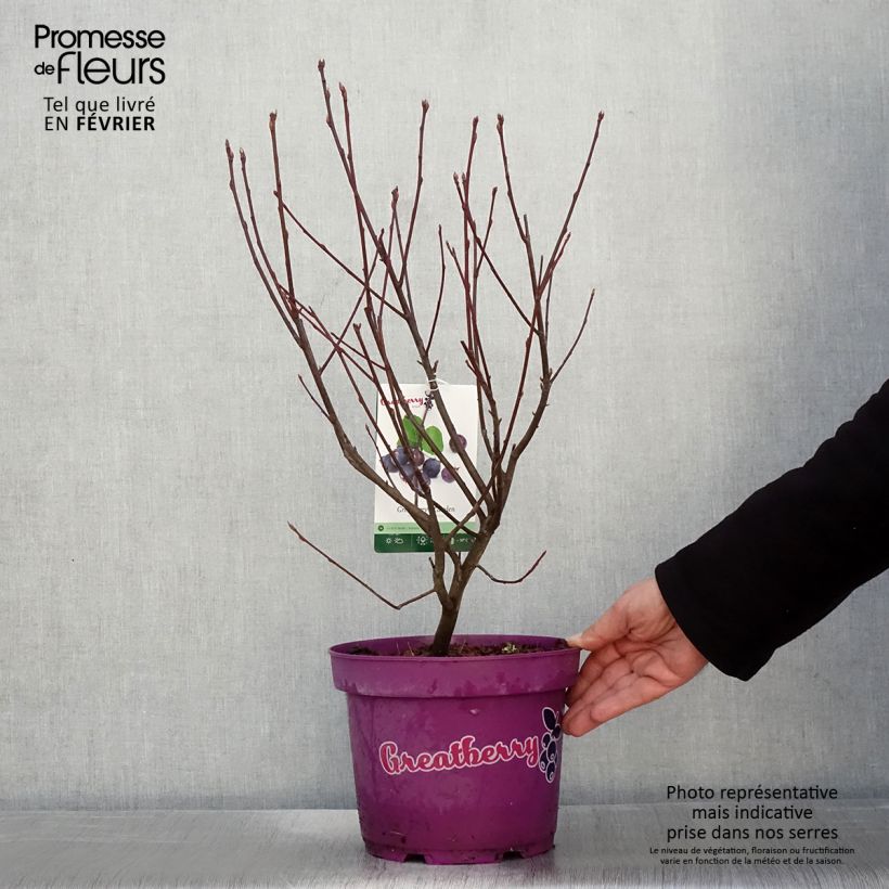 Exemplaar van Krentenboompje Greatberry Garden Pot van 3 l/4 l, Pol zoals geleverd in de winter