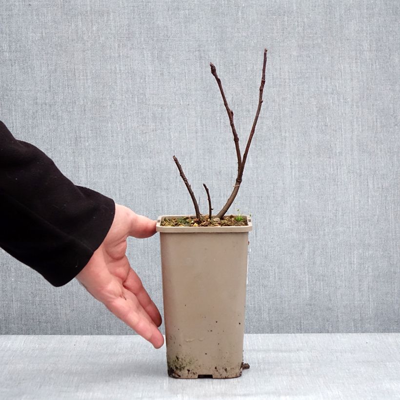 Exemplaar van Krentenboompje Martin Pot van 1,5 l/2 l, Pol zoals geleverd in de winter