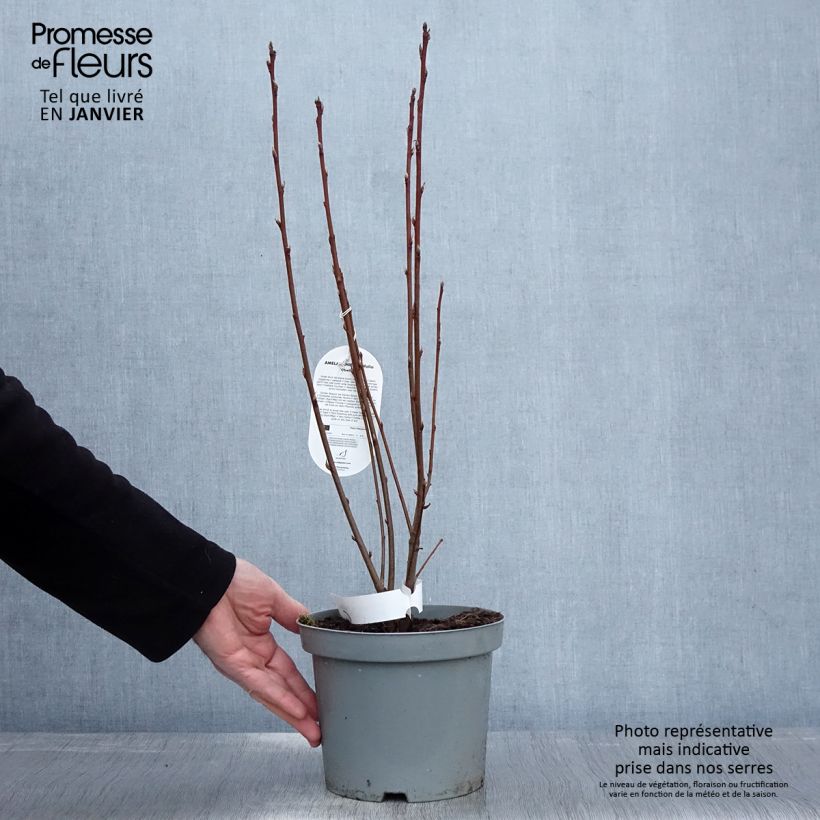 Exemplaar van Amelanchier alnifolia Obelisk - Krentenboompje Pot van 3 l/4 l zoals geleverd in de winter