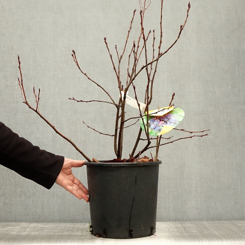 Exemplaar van Krentenboompje Saskatoon Berry Pot van 12 l/15 l zoals geleverd in de herfst