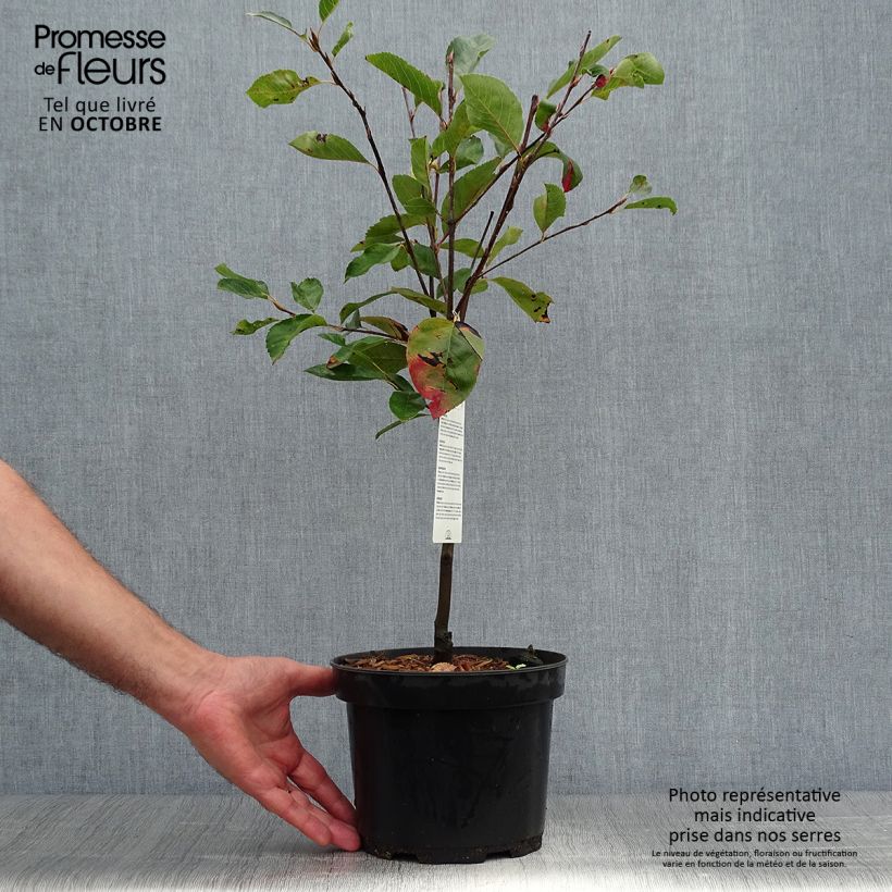 Exemplaar van Amelanchier Ballerina - Krentenboompje Pot van 3 l/4 l zoals geleverd in de herfst