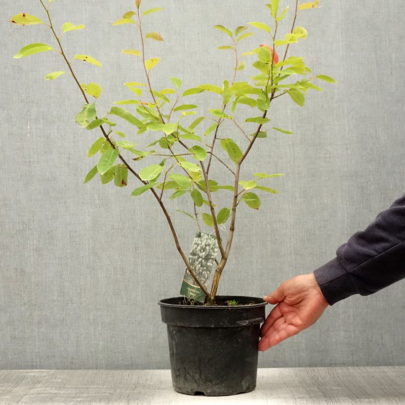 Exemplaar van Amelanchier Ballerina - Krentenboompje Pot van 7,5 l/10 l zoals geleverd in de zomer