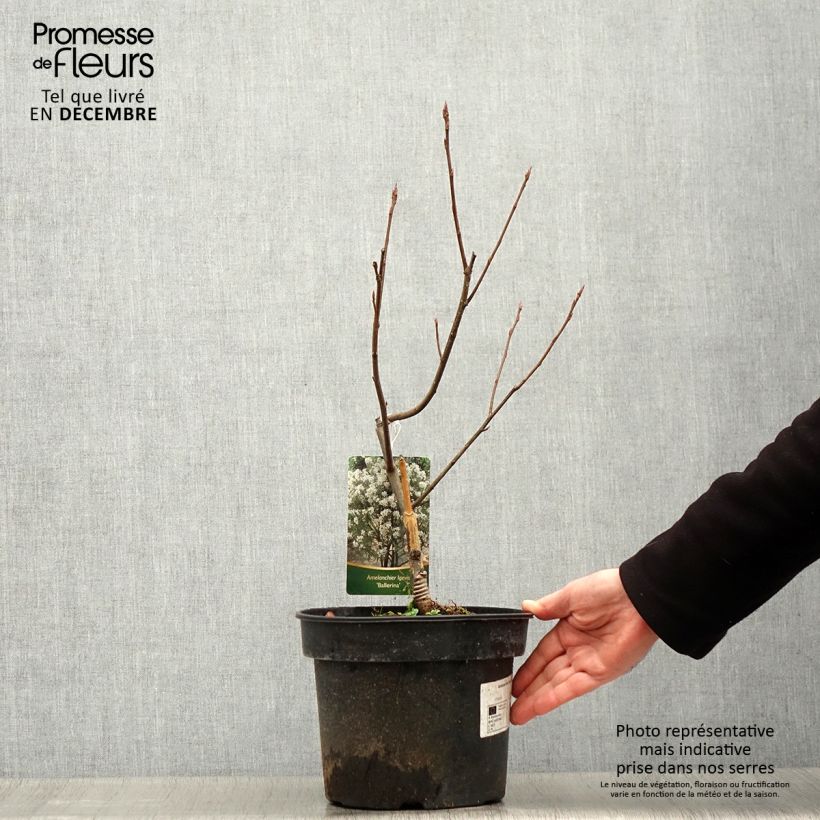 Example of Amelanchier Ballerina - Krentenboompje Pot van 7,5 l/10 l as you get in hiver