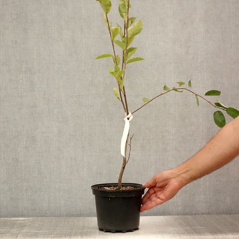 Exemplaar van Amelanchier canadensis - Canadees krentenboompje Pot van 2 l/3 l zoals geleverd in de zomer