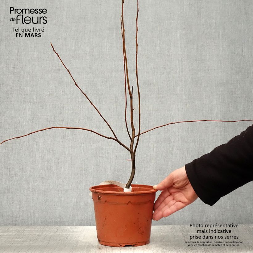 Exemplaar van Amelanchier canadensis - Canadees krentenboompje Pot van 2 l/3 l zoals geleverd in de lente