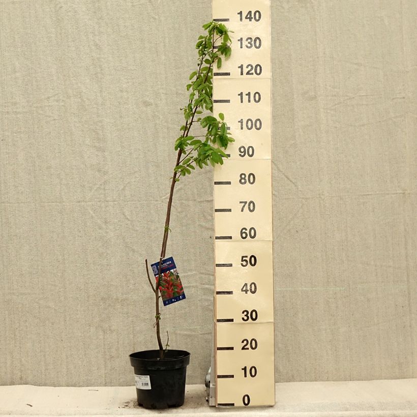 Exemplaar van Amelanchier canadensis October Flame - Canadees krentenboompje Pot van 4 l/5 l zoals geleverd in de lente