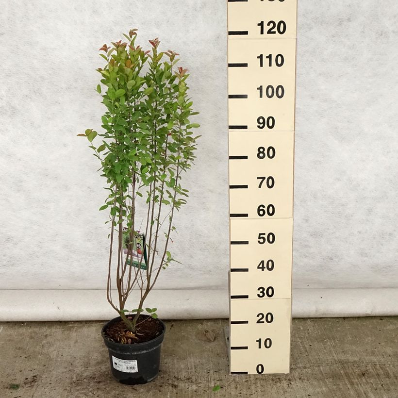 Exemplaar van Amelanchier Rainbow Pillar - Canadees krentenboompje Pot van 4 l/5 l zoals geleverd in de zomer