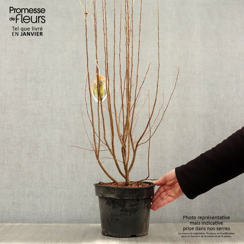 Example of Amelanchier canadensis Rainbow Pillar Pot van 4 l/5 l as you get in hiver