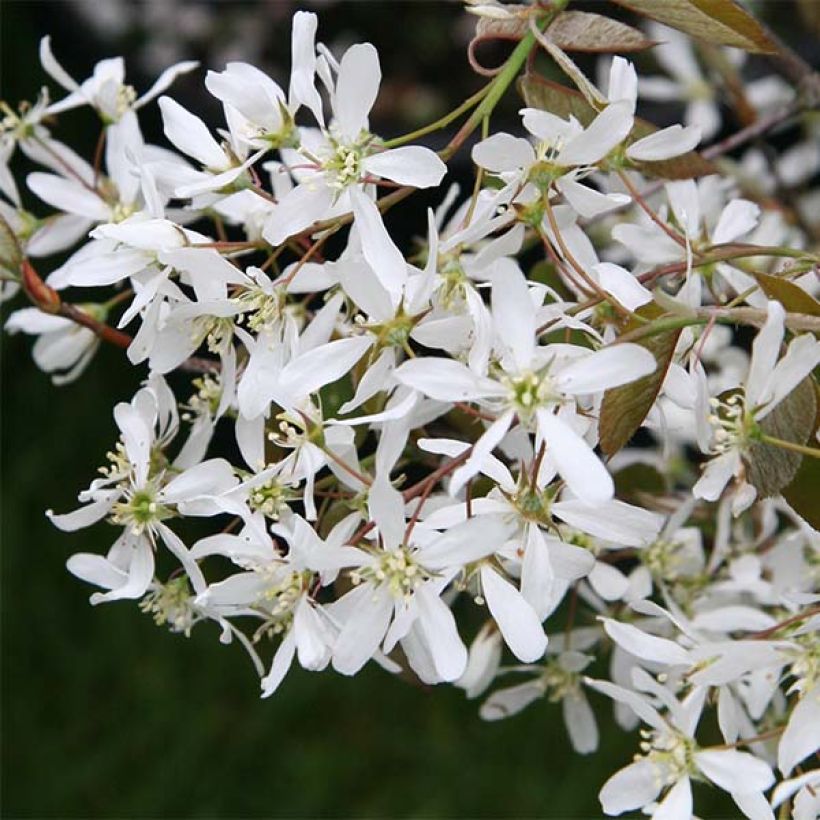 Amelanchier lamarckii - Amerikaans krentenboompje (Flowering)
