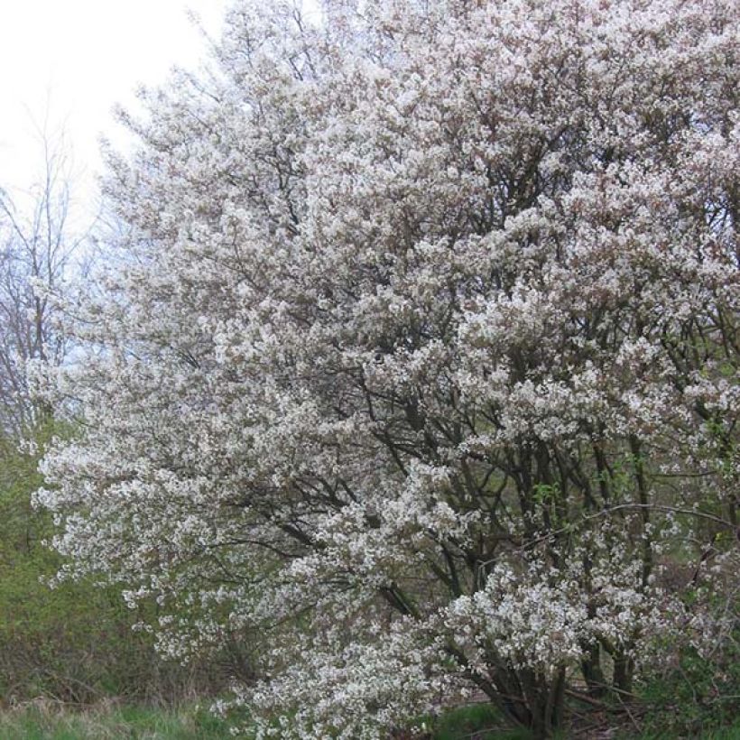 Amelanchier lamarckii - Amerikaans krentenboompje (Plant habit)