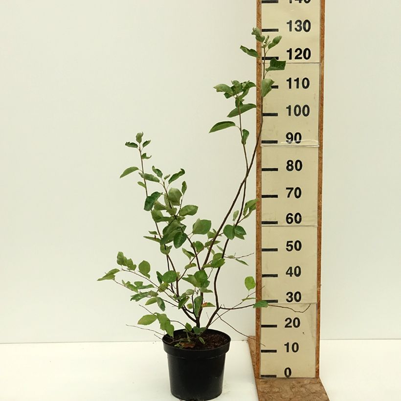 Exemplaar van Amelanchier lamarckii - Amerikaans krentenboompje Pot van 7,5 l/10 l zoals geleverd in de zomer