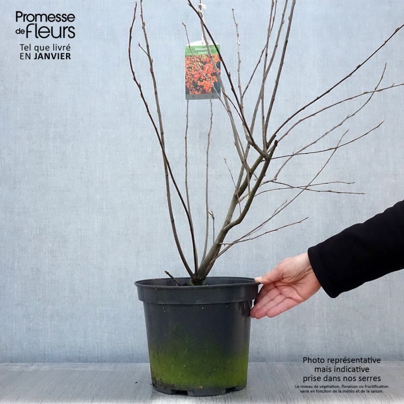 Example of Amelanchier lamarckii - Amerikaans krentenboompje Pot van 7,5 l/10 l as you get in hiver