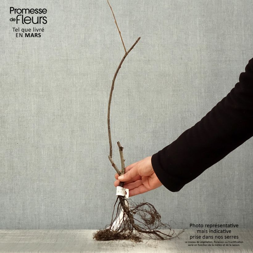 Exemplaar van Amelanchier lamarckii - Amerikaans krentenboompje Naakte wortel zoals geleverd in de lente