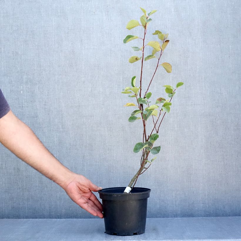Exemplaar van Amelanchier alnifolia Smoky - Krentenboompje Pot van 2 l/3 l zoals geleverd in de zomer