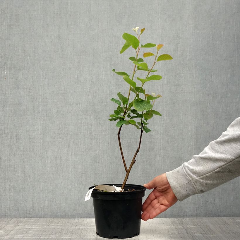 Exemplaar van Amelanchier alnifolia Thiessen - Krentenboompje Pot van 2 l/3 l zoals geleverd in de lente