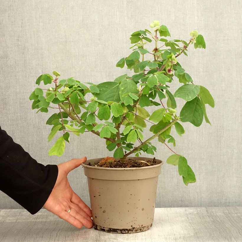 Exemplaar van Amicia - Amicia Pot van 4 l/5 l zoals geleverd in de herfst