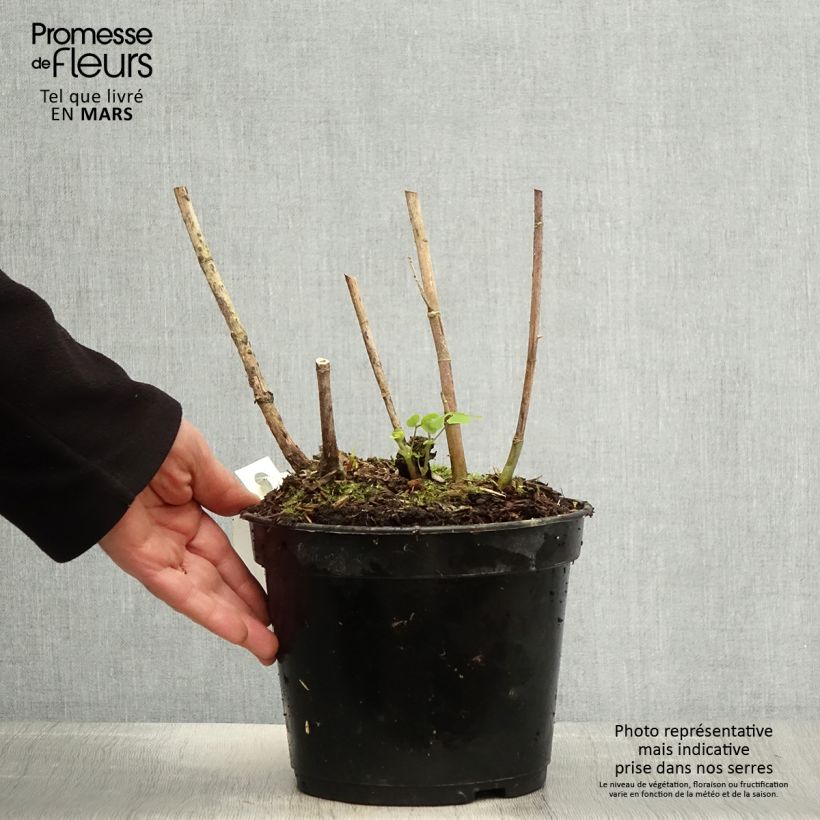 Exemplaar van Amicia - Amicia Pot van 4 l/5 l zoals geleverd in de lente