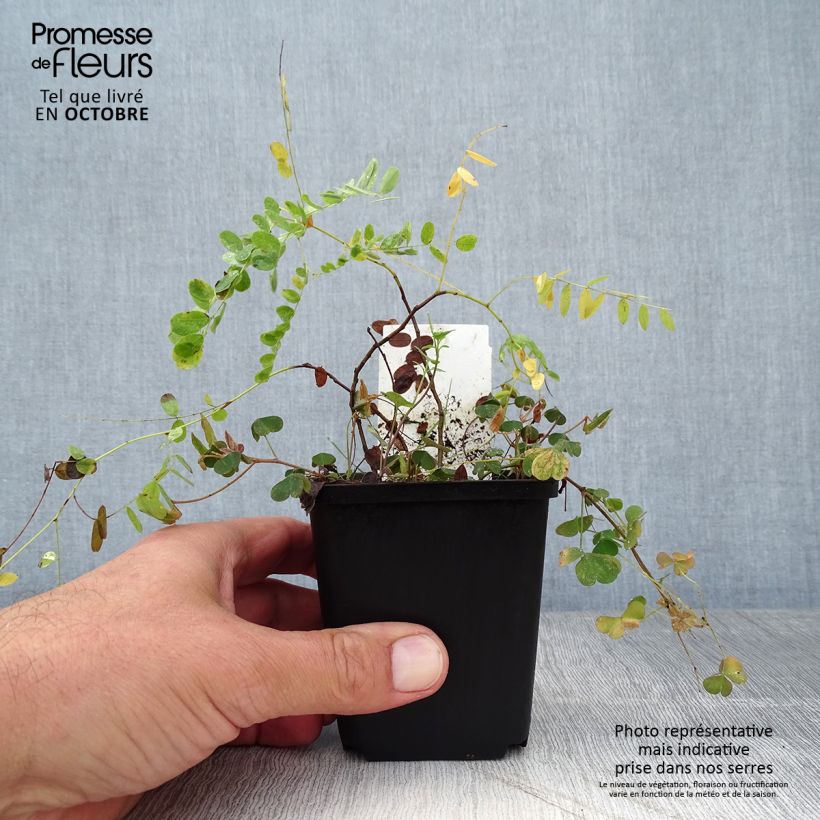 Exemplaar van Amorpha canescens - Loodkruidstruik Kweekpotje van 8/9 cm zoals geleverd in de herfst