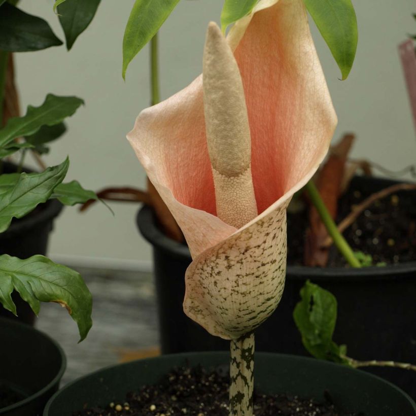 Amorphophallus bulbifer - Voodoolelie (Bloei)