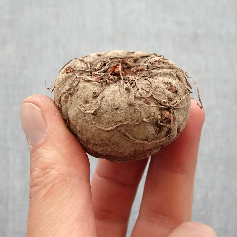 Example of Amorphophallus napalensis Bol Kaliber/Größe 16+ as you get in printemps