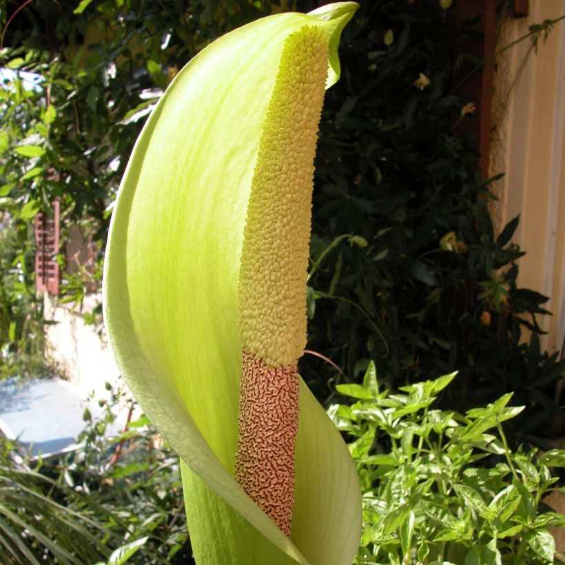 Amorphophallus napalensis - Duivelstong (Flowering)