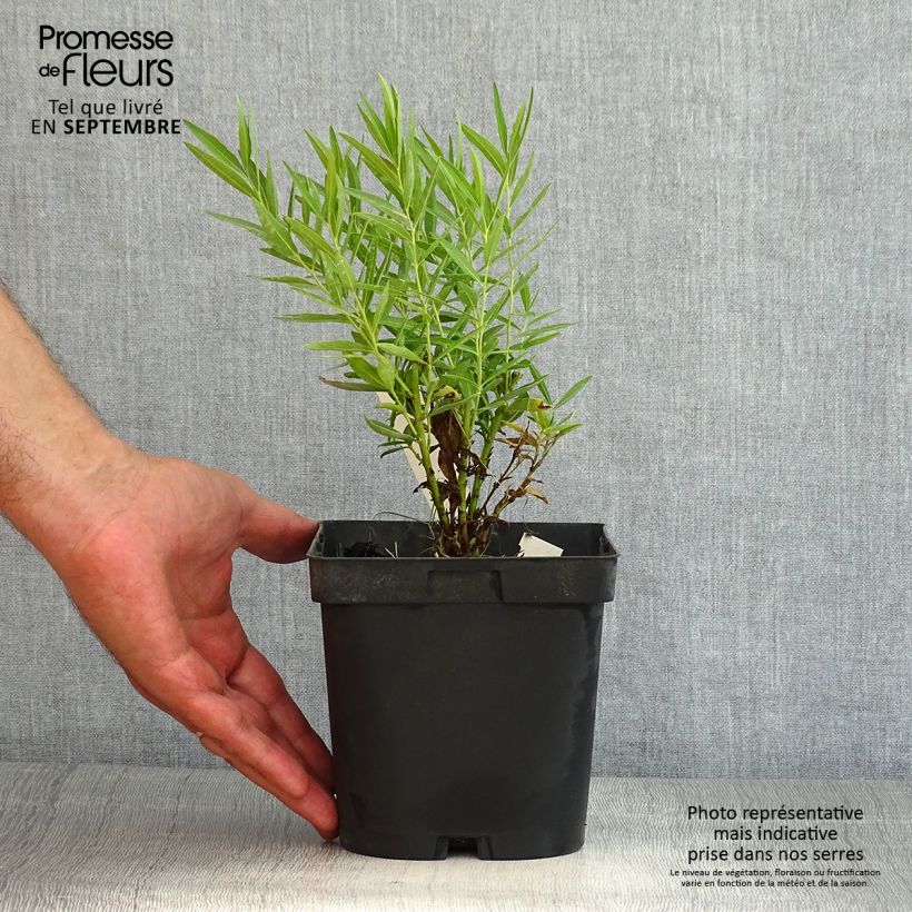 Exemplaar van Amsonia Blue Ice - Blauwe ster Pot van 2 l/3 l zoals geleverd in de zomer