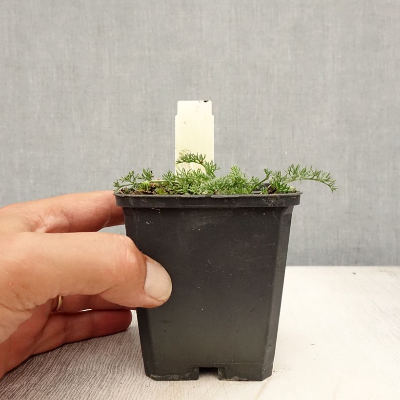 Exemplaar van Anacyclus pyrethrum var. depressus - Marokkaanse kamille Kweekpotje van 8/9 cm zoals geleverd in de zomer